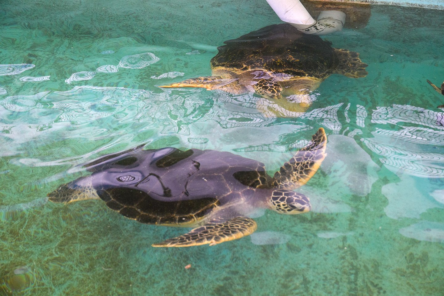 🐠 시부카와 마린 수족관(다마노 해양 박물관) 이미지 7